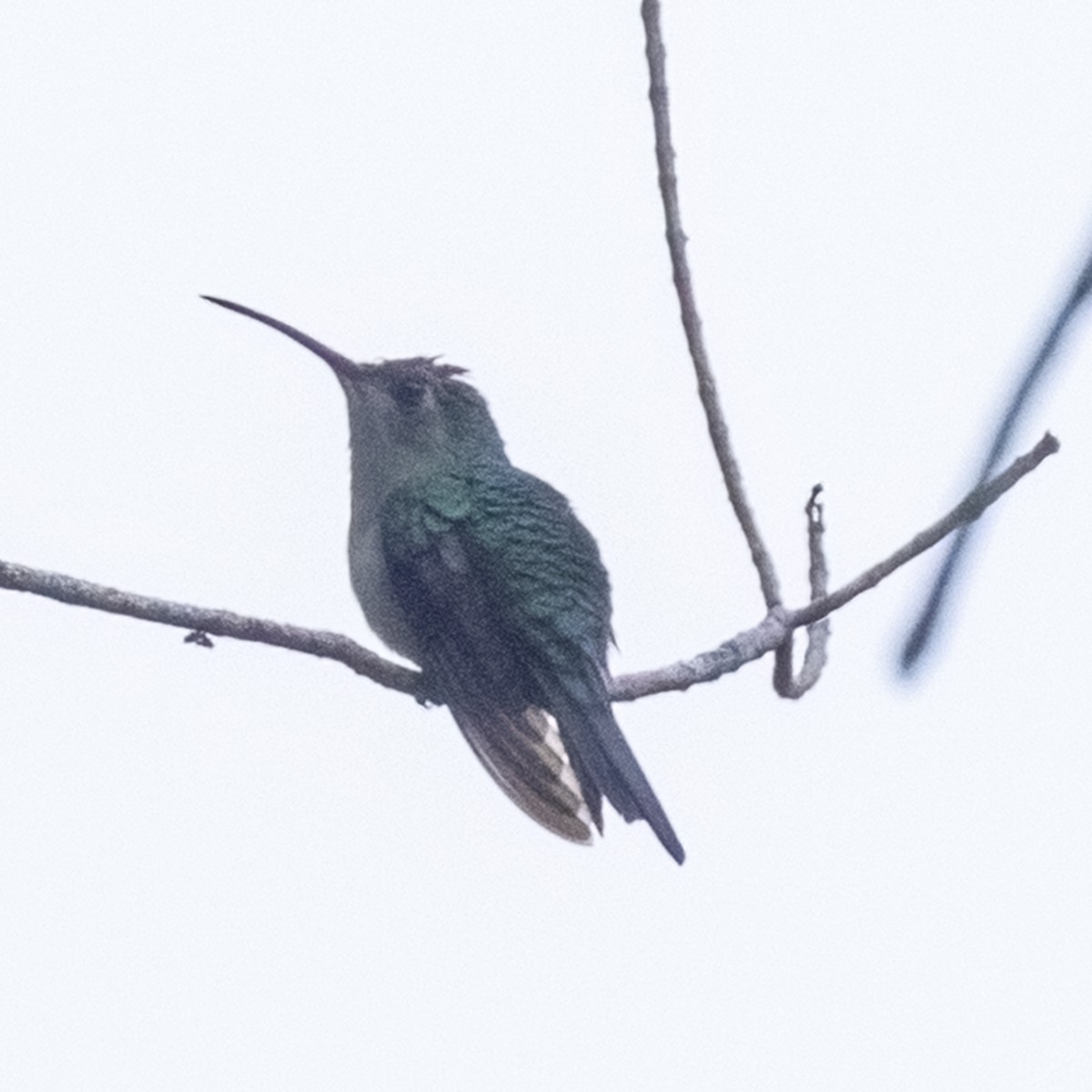 Wedge-tailed Sabrewing (Long-tailed) - ML506632321
