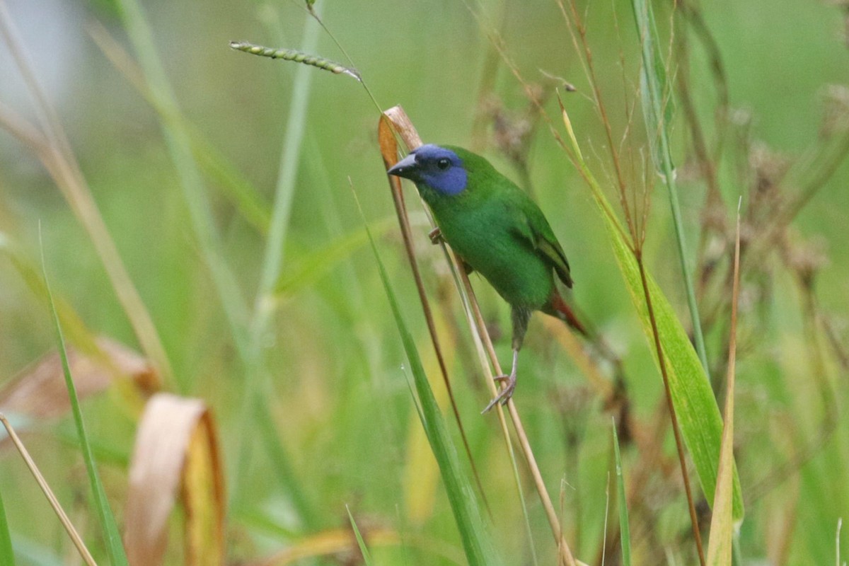 Blue-faced Parrotfinch - ML506633871