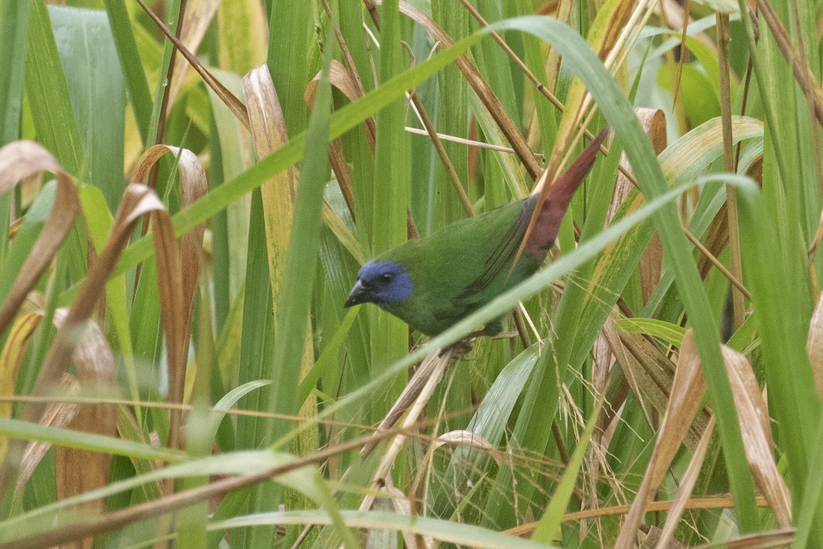 Blue-faced Parrotfinch - ML506633881