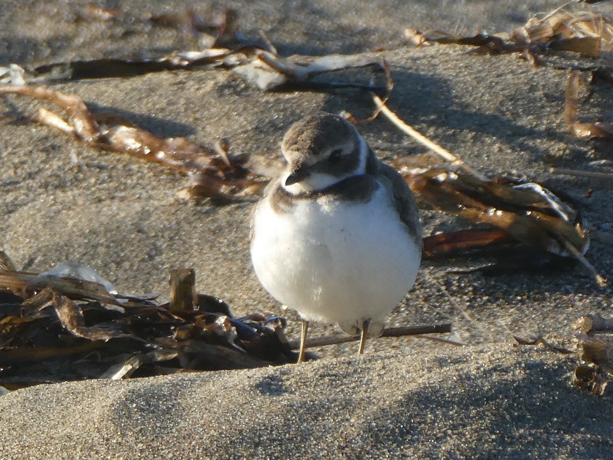 Semipalmated Plover - ML506634851