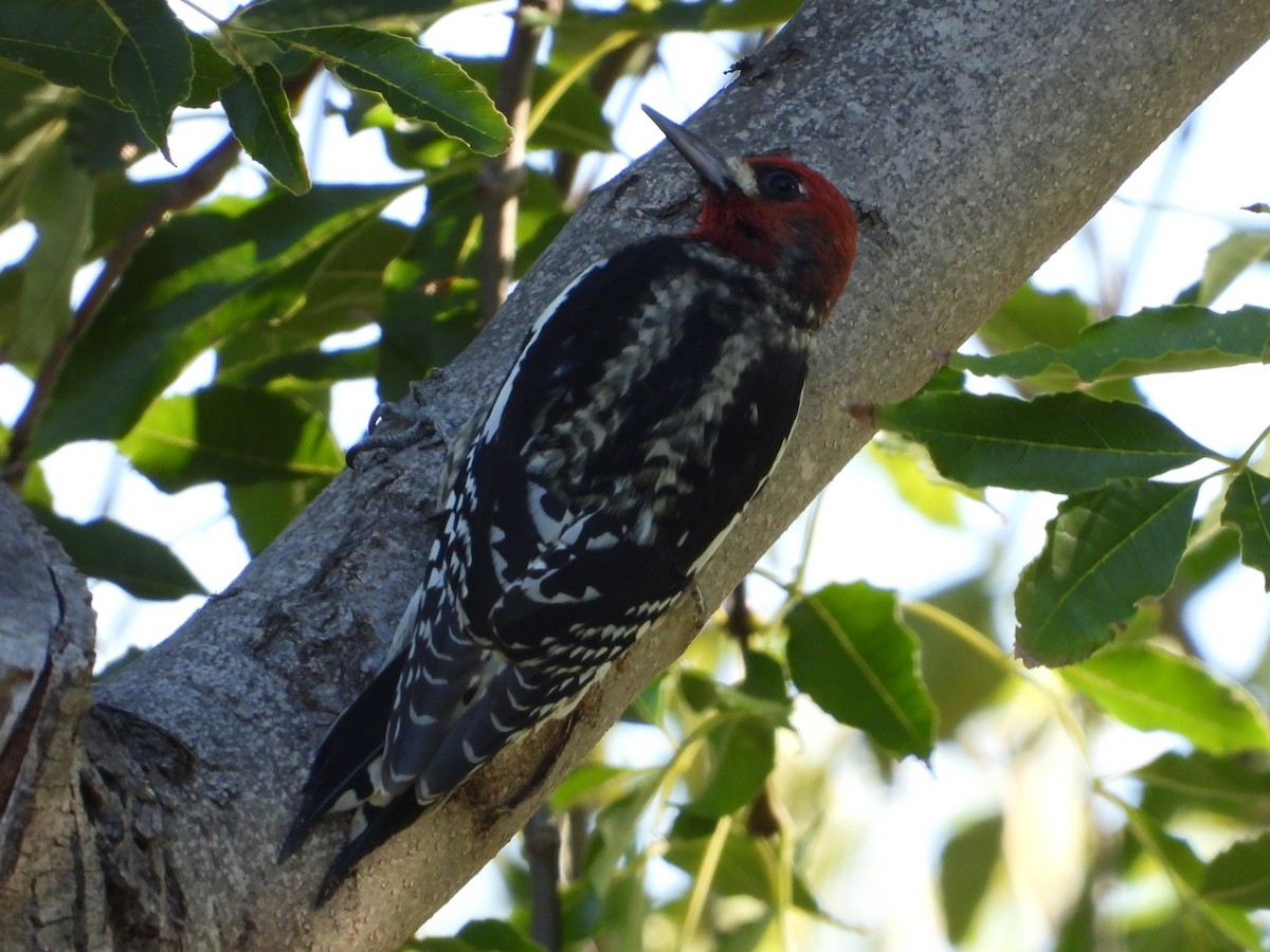 Red-breasted Sapsucker - ML506639391