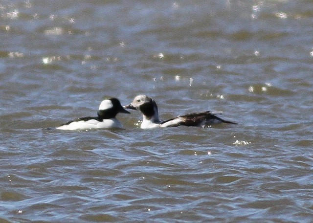 Long-tailed Duck - ML50664141