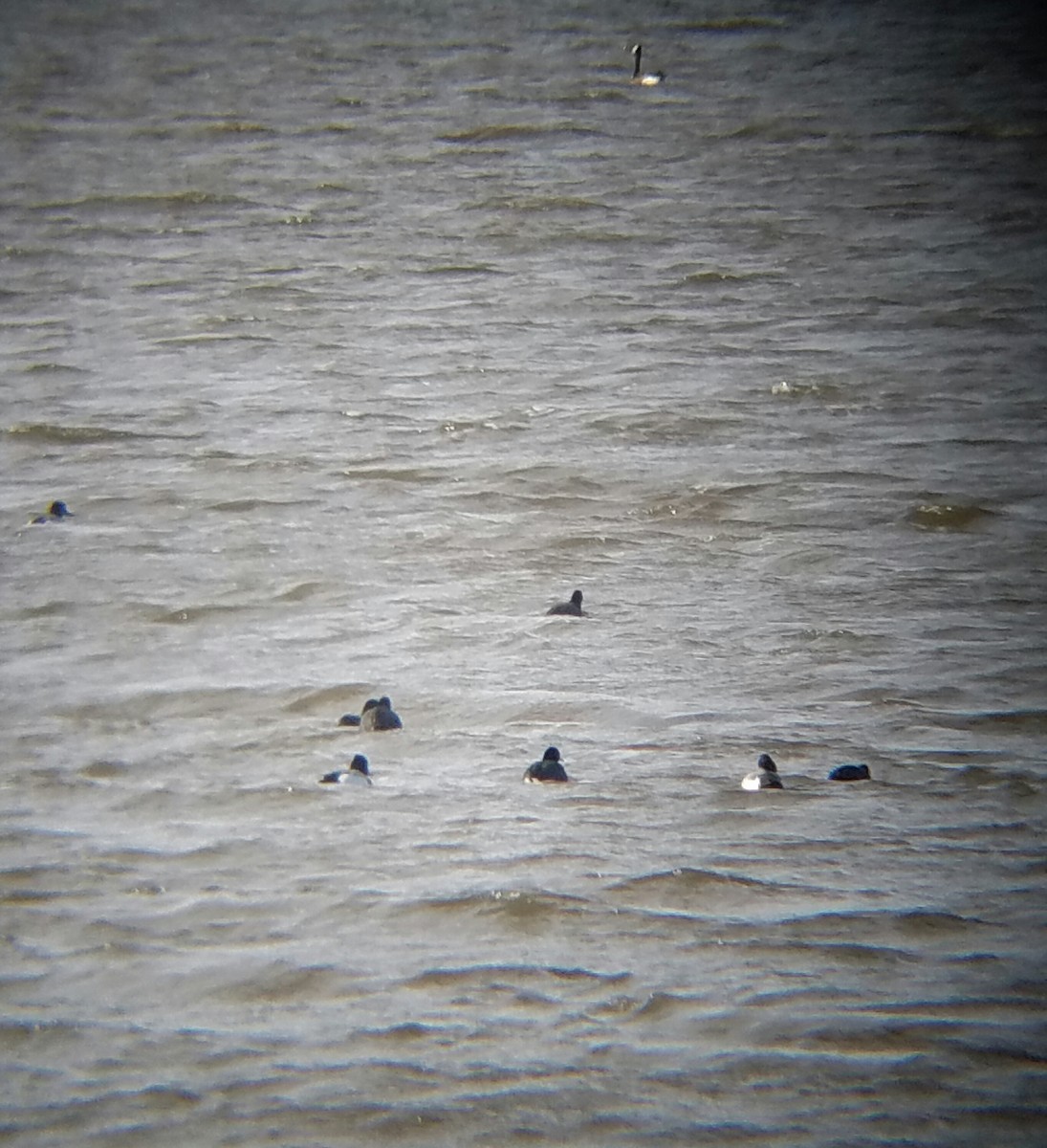 Greater Scaup - Clint Williams
