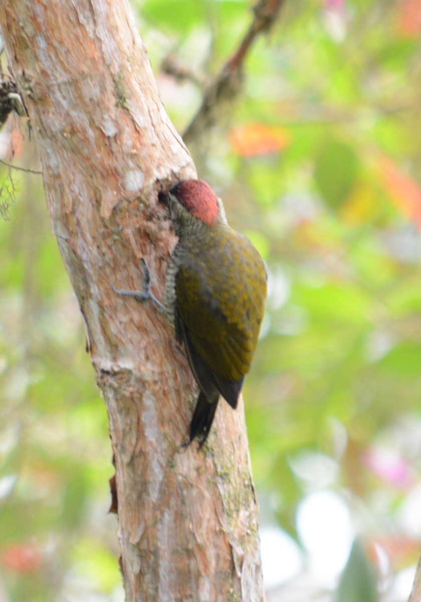 Golden-olive Woodpecker (rubripileus) - Joshua Stone