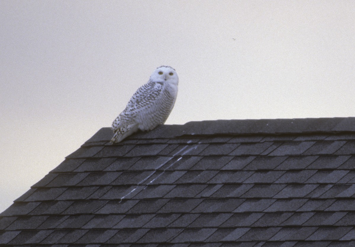 Snowy Owl - ML506653021