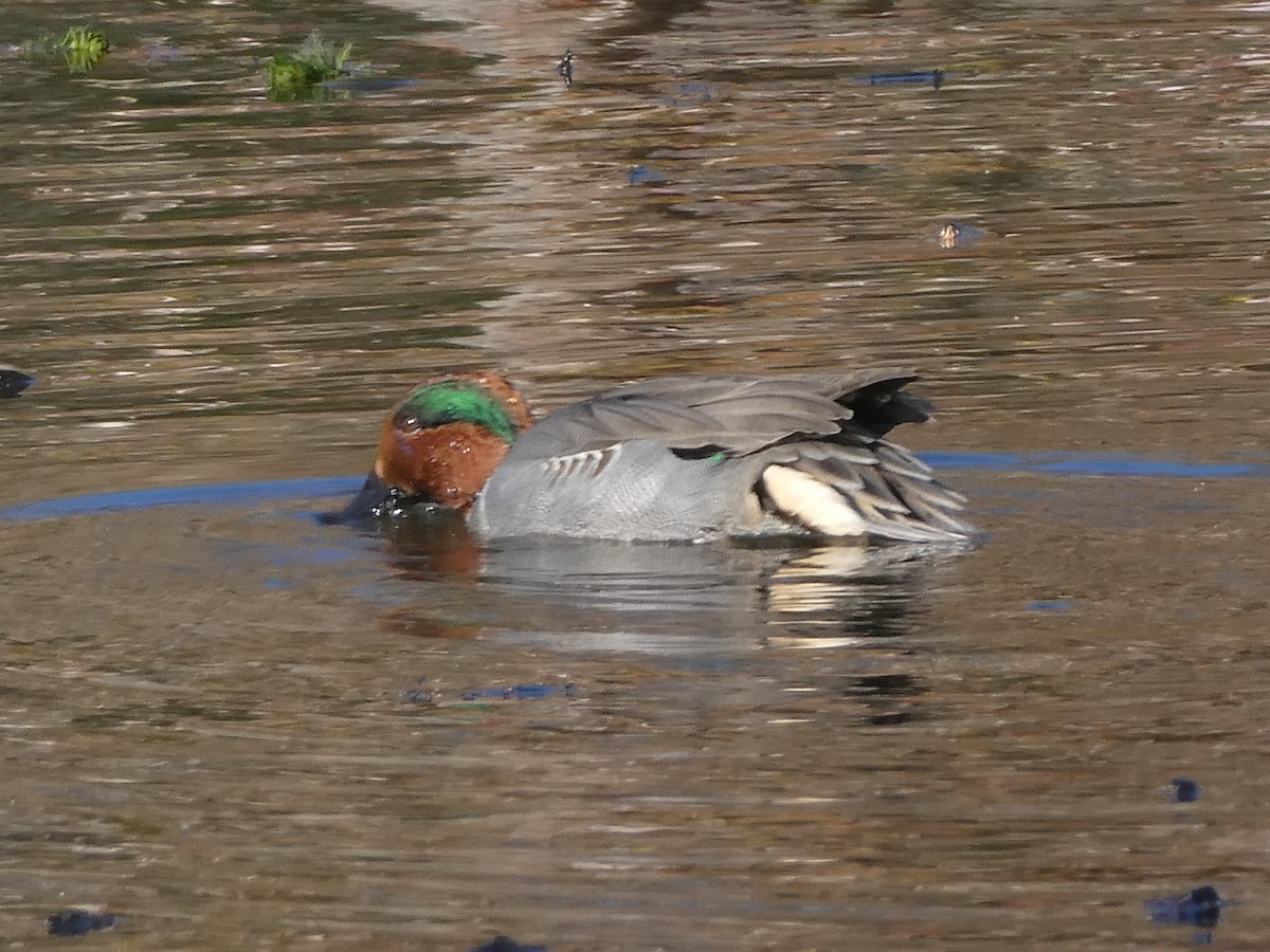 Green-winged Teal - ML506655941