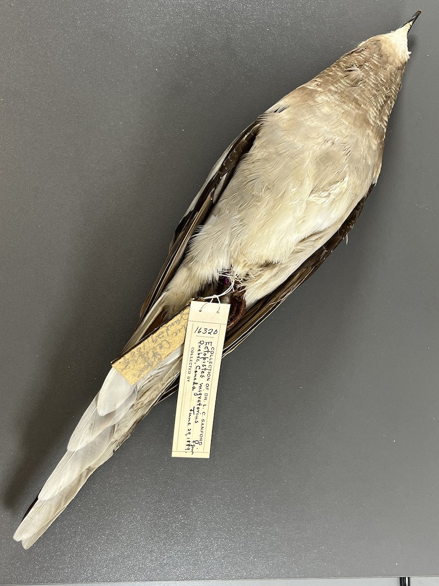 Passenger Pigeon - Études des populations  d'oiseaux du Québec