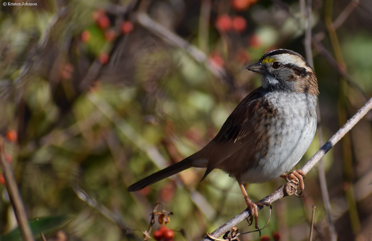 White-throated Sparrow - ML506656241