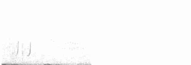 Gri Kasap Tiranı (micropterus) - ML506656861
