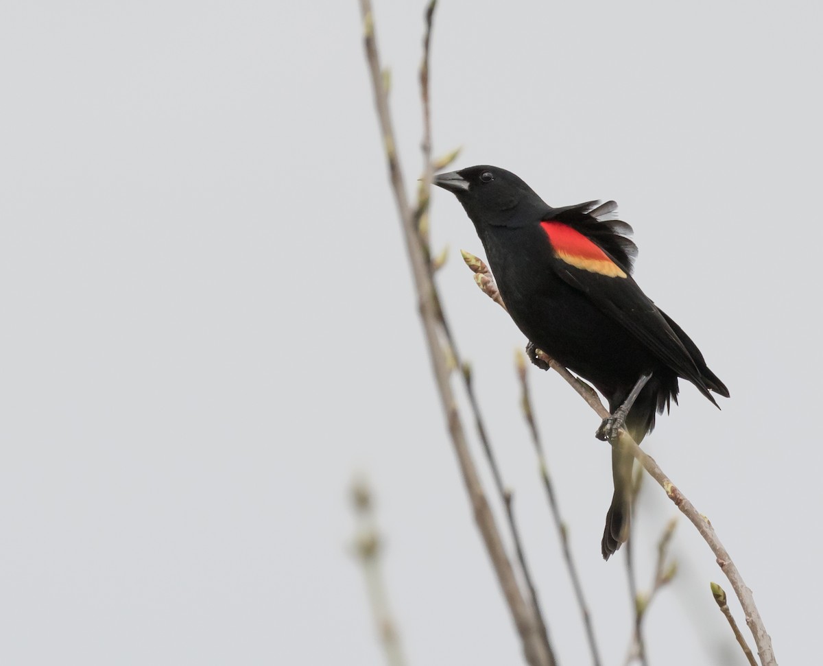 Red-winged Blackbird - Maury Swoveland
