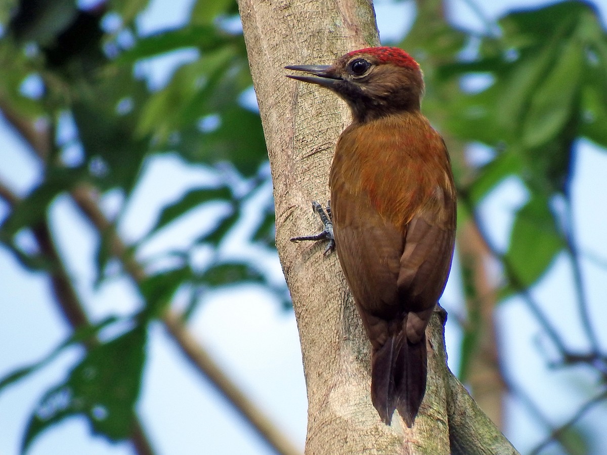 Smoky-brown Woodpecker - ML506662411