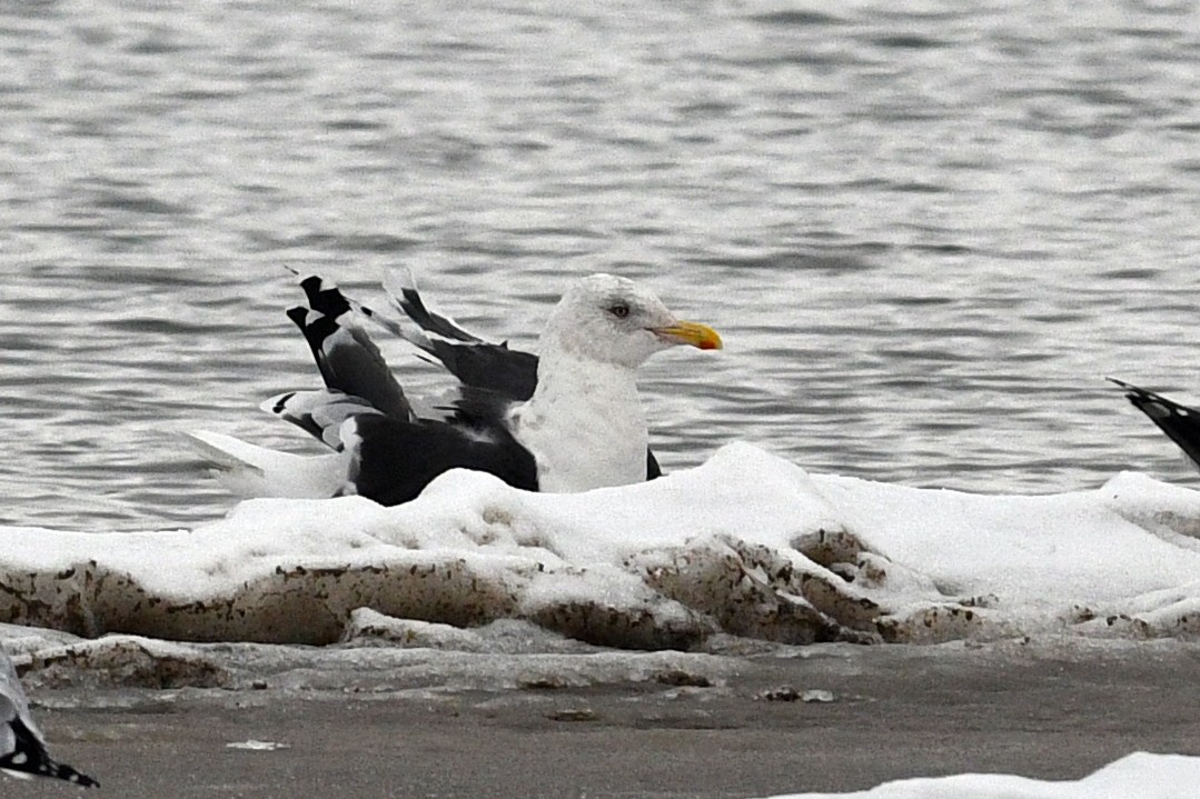 eBird Checklist 23 Nov 2022 KamloopsMission Flats 17 species