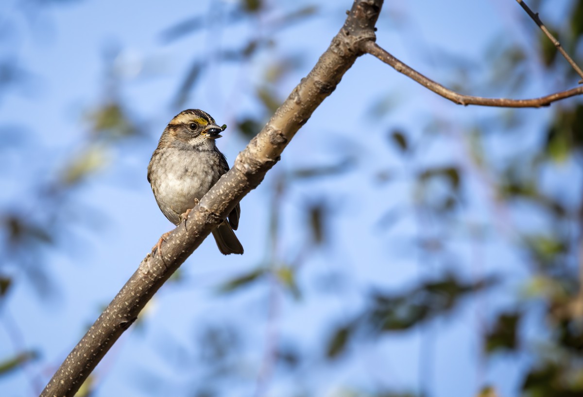White-throated Sparrow - ML506664561