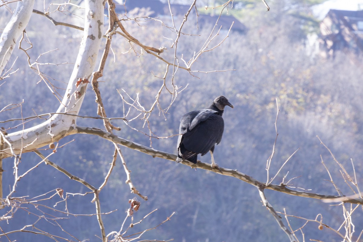 Black Vulture - ML506664781