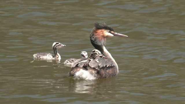 Great Crested Grebe - ML506665041