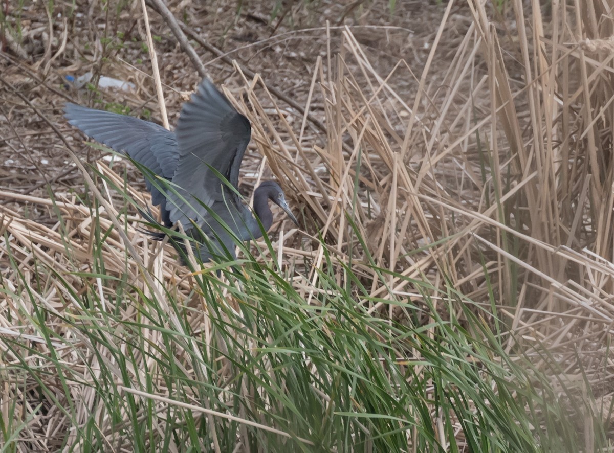 Little Blue Heron - Maury Swoveland