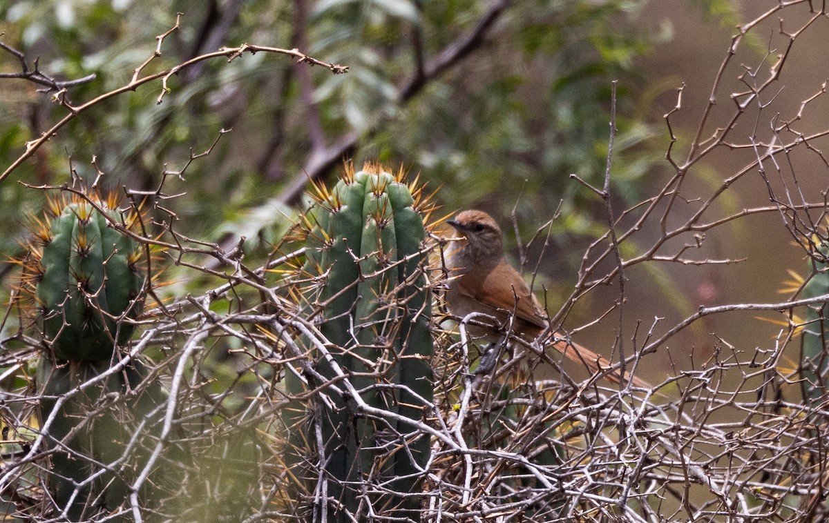 Rusty-fronted Canastero - ML506672501