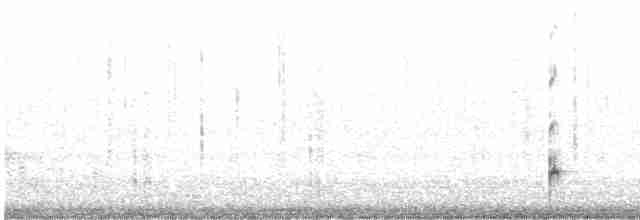 čírka kropenatá (ssp. oxyptera) - ML506676841