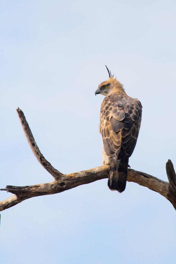 Changeable Hawk-Eagle (Crested) - ML50667861