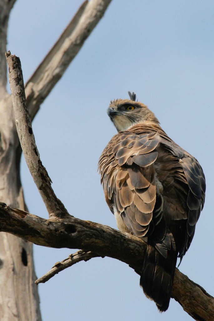 Changeable Hawk-Eagle (Crested) - Don-Jean Léandri-Breton