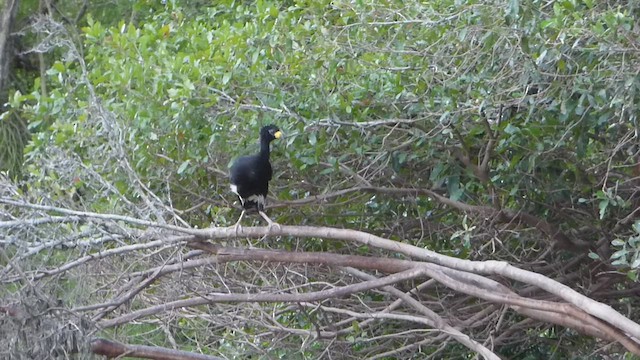 Bare-faced Curassow - ML506679801