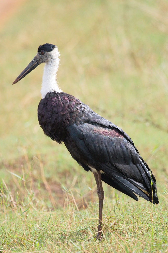 Asian Woolly-necked Stork - ML50668181