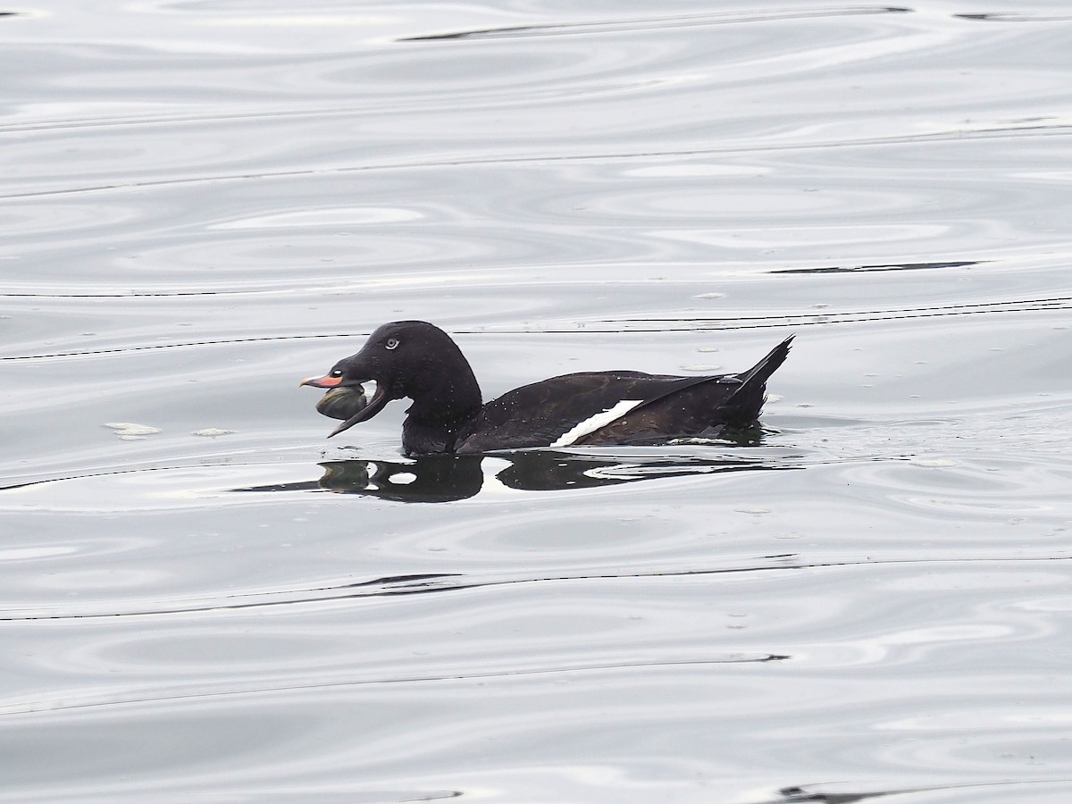 White-winged Scoter - Brian Hoffe