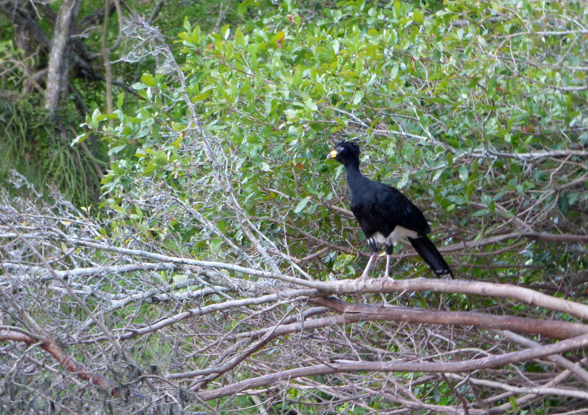 Bare-faced Curassow - ML506683081