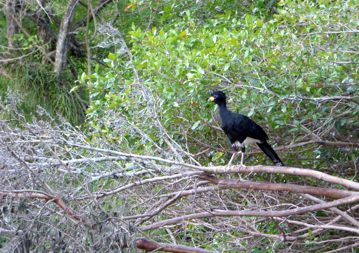 Bare-faced Curassow - ML506683091