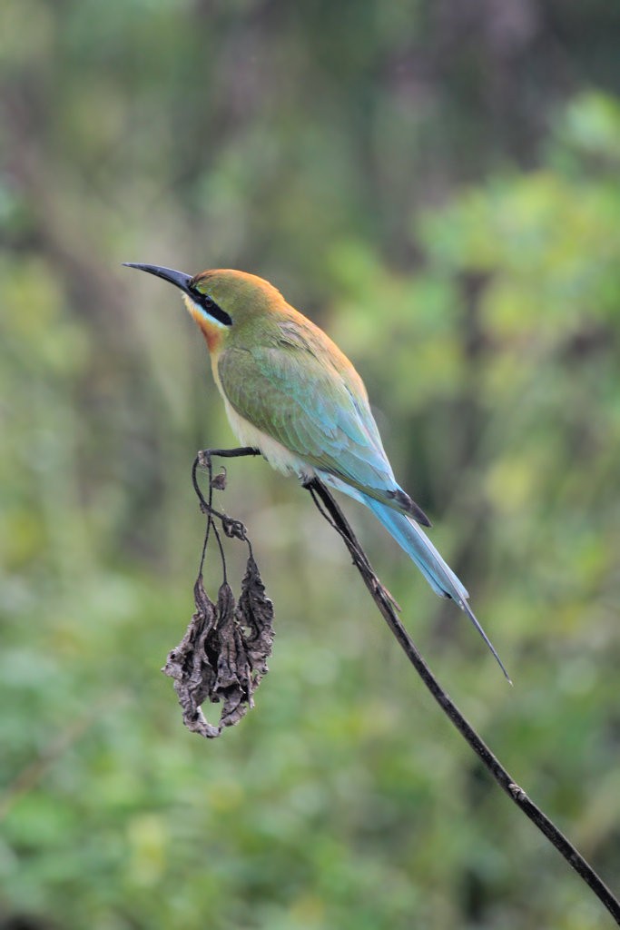 Blue-tailed Bee-eater - ML50668361