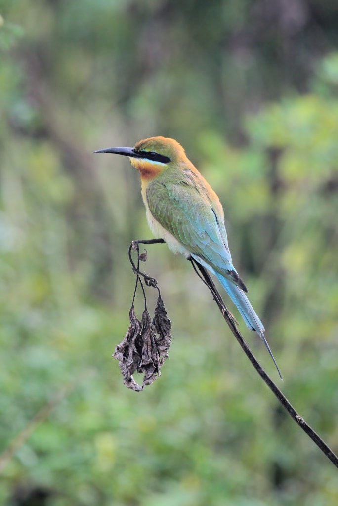 Blue-tailed Bee-eater - ML50668371