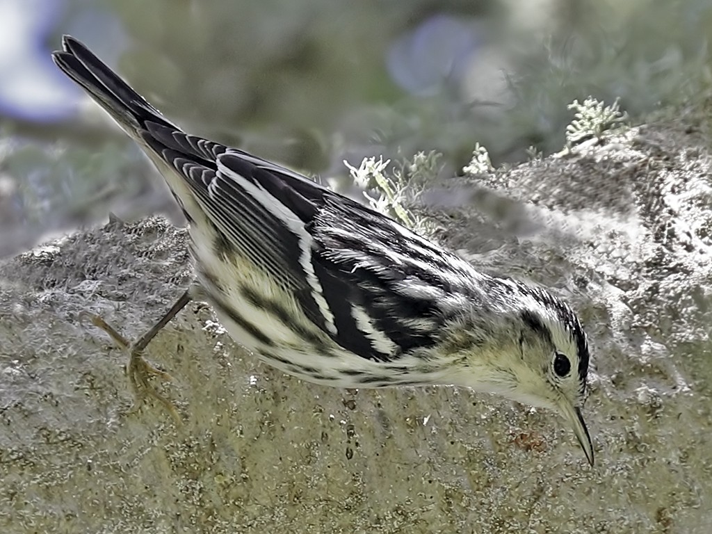 Black-and-white Warbler - Bill Hill