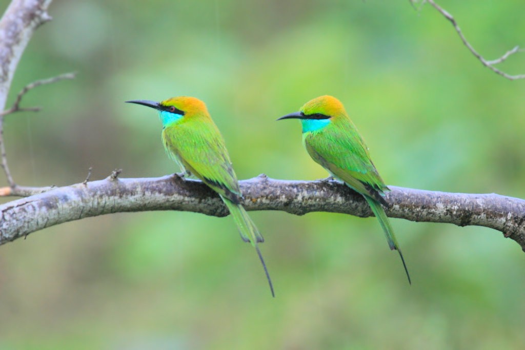Asian Green Bee-eater - ML50668771