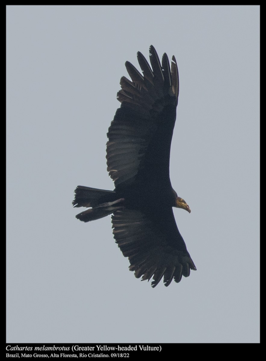 Greater Yellow-headed Vulture - ML506690411