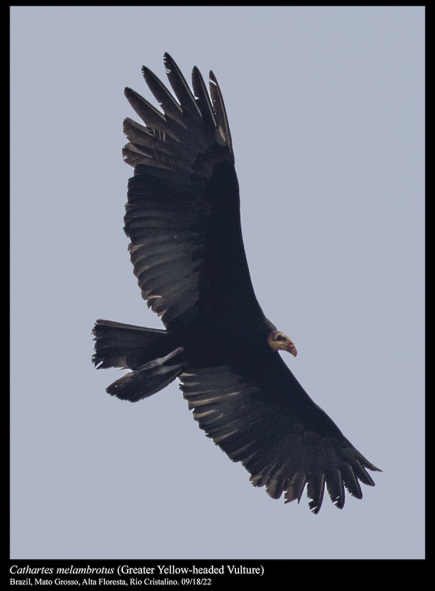 Greater Yellow-headed Vulture - ML506690421