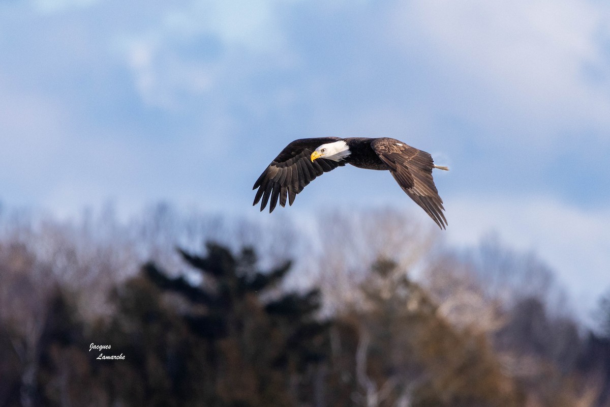 eBird Checklist 23 Nov 2022 Ile à StSiméon (plage et baie) 1 species