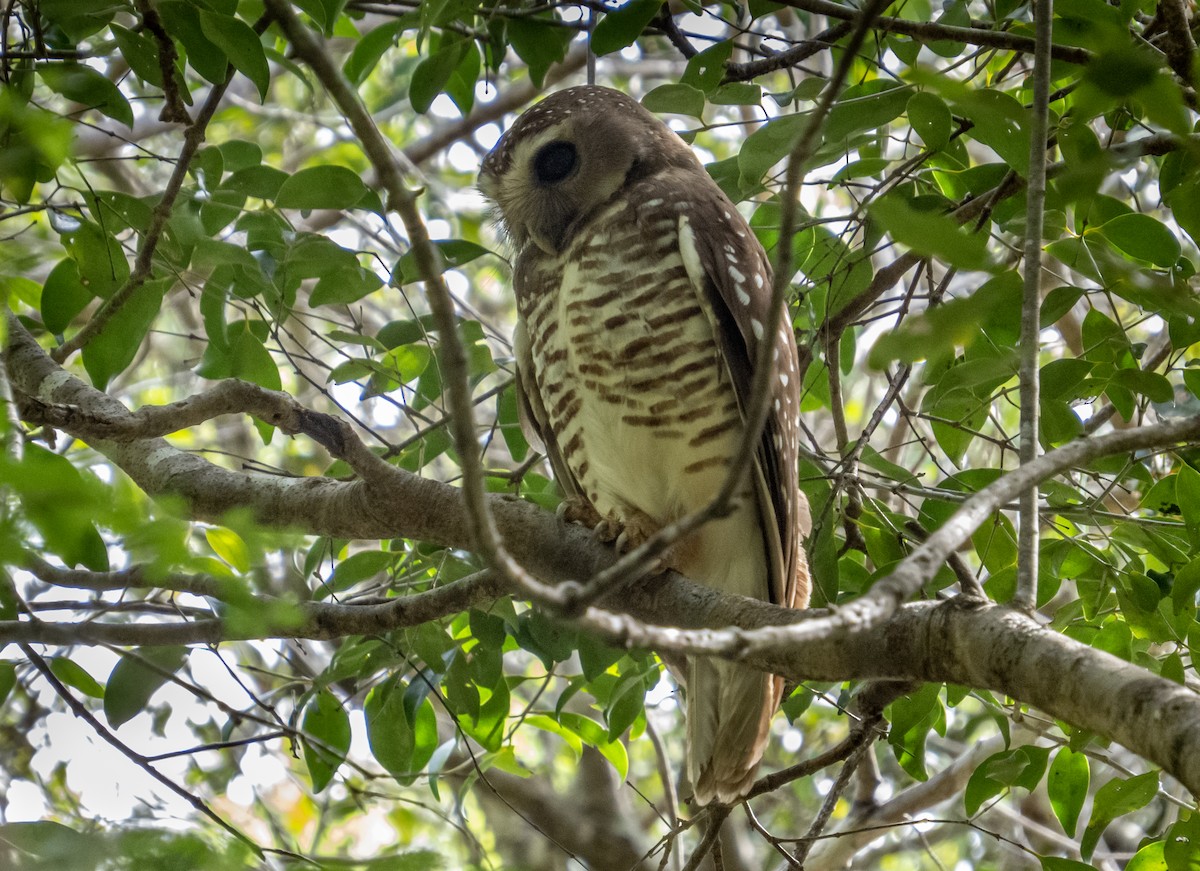 White-browed Owl - ML506694131