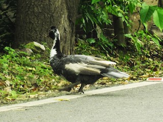 Muscovy Duck (Domestic type), ML506697541