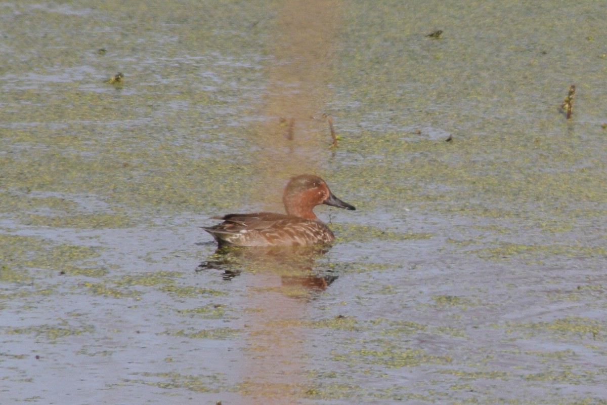 Green-winged Teal - ML506697831