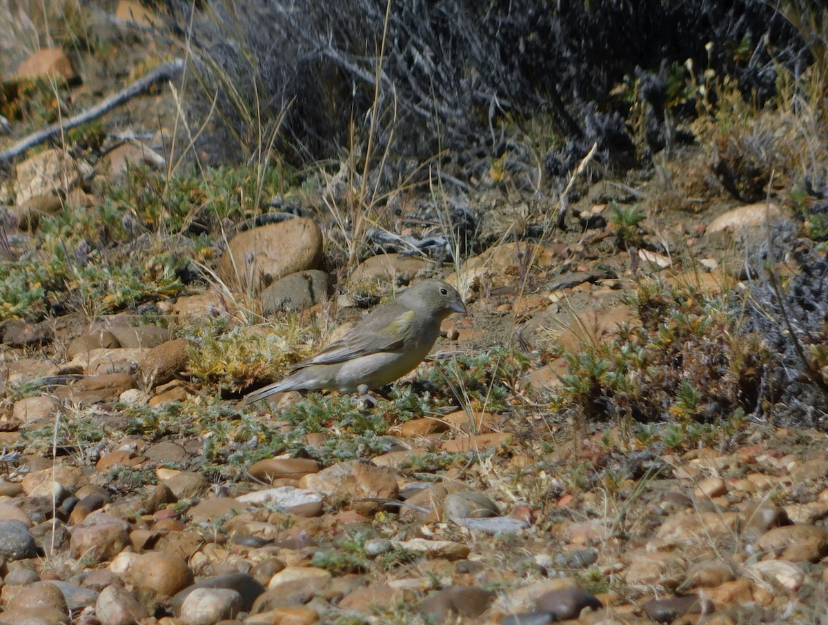 Patagonian Yellow-Finch - ML506700741