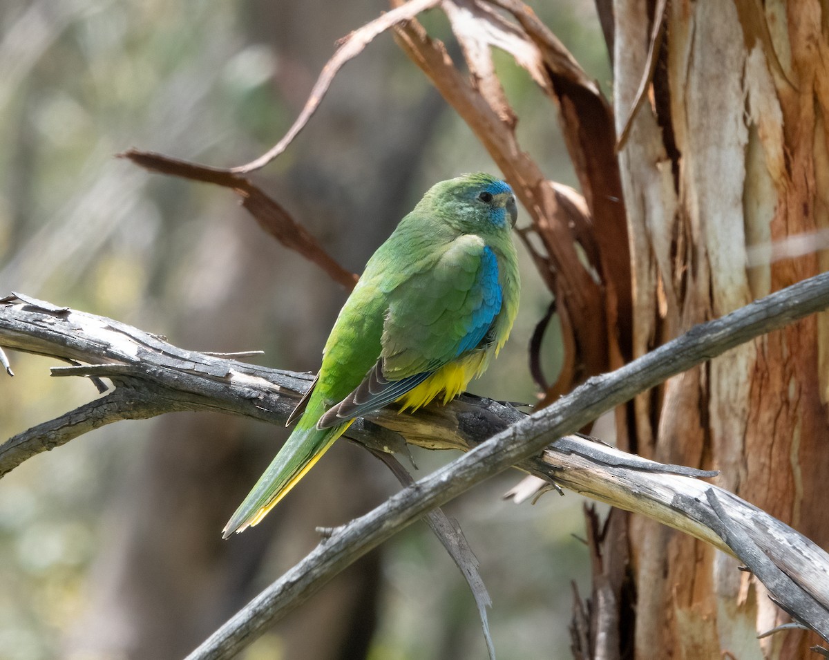 Turquoise Parrot - ML506708791