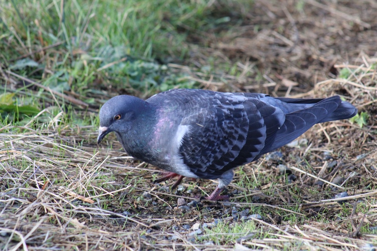 Rock Pigeon (Feral Pigeon) - ML506709401