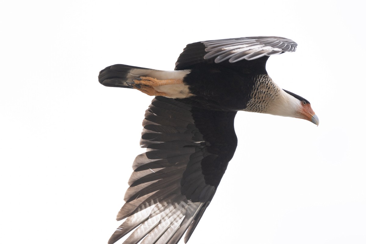Crested Caracara - Andrew Brown