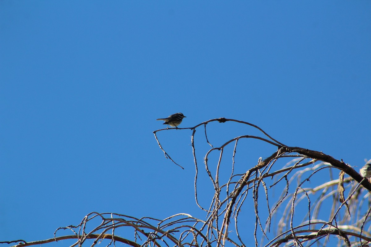 Black-throated Gray Warbler - ML506715451