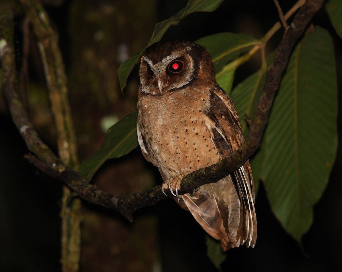 White-fronted Scops-Owl - ML506717101