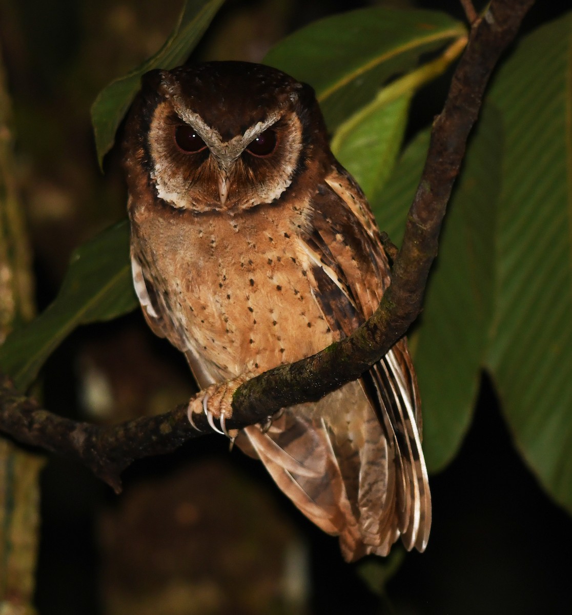 White-fronted Scops-Owl - ML506717111