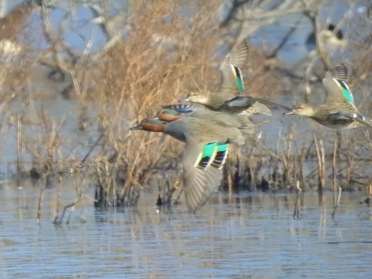 Green-winged Teal - ML506728321