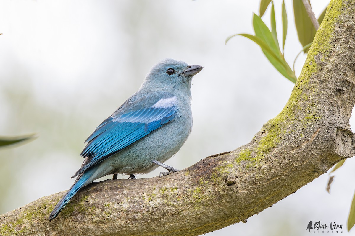 Blue-gray Tanager - ML506729381