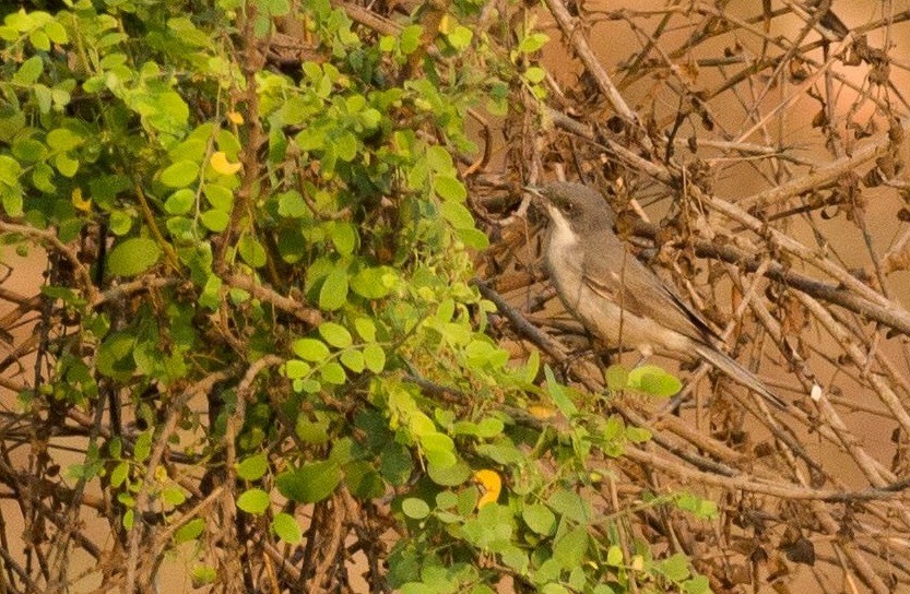 Lesser Whitethroat (Hume's) - Arnold Goveas