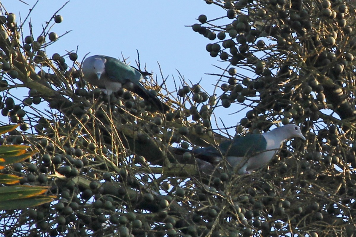 Green Imperial-Pigeon - Ray Turnbull